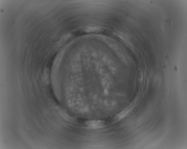 X0000077360273200611101646