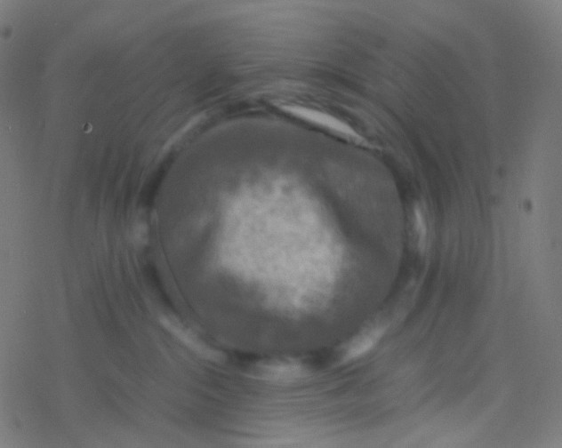 X0000077360284200611101647