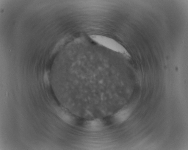 X0000077360286200611101647