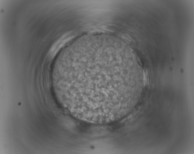 X0000077360291200611101646