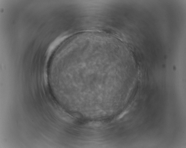 X0000077360294200611101646