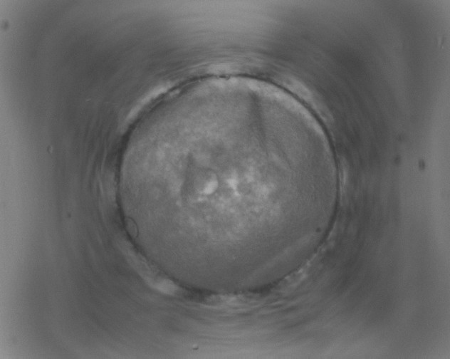 X0000077360297200611101646