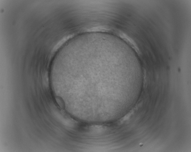 X0000077360298200611101646