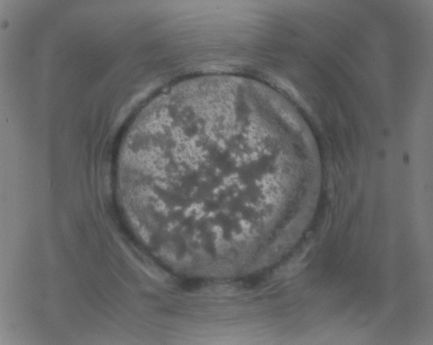 X0000077360299200611101646