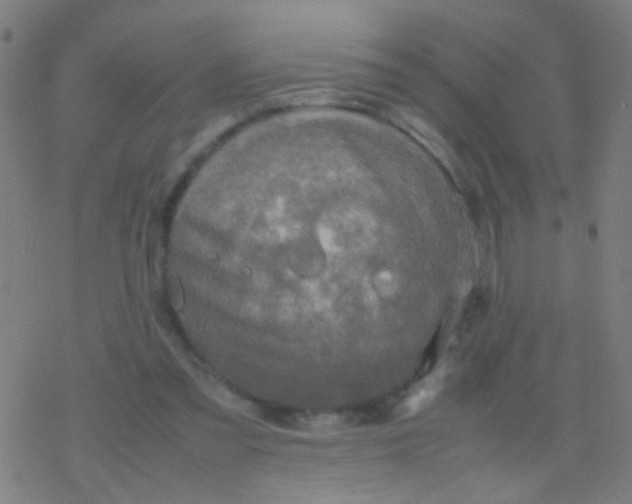 X0000077360301200611101646