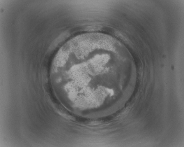 X0000077360303200611101646