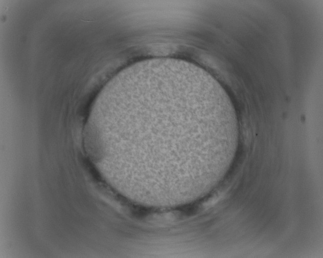 X0000077360307200611101646