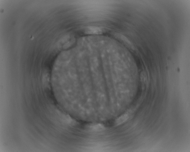 X0000077360322200611101645