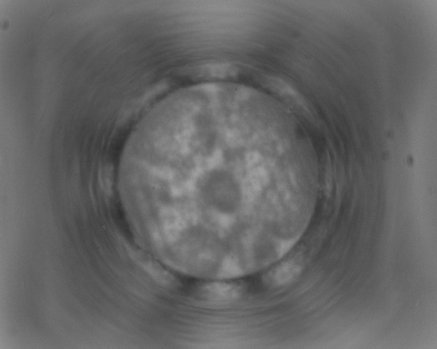 X0000077360326200611101645