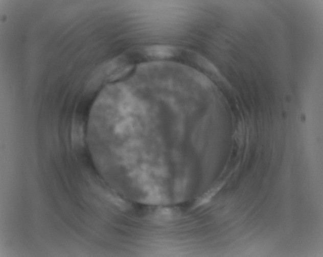 X0000077360330200611101645