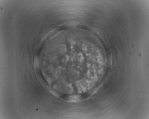 X0000077360335200611101645