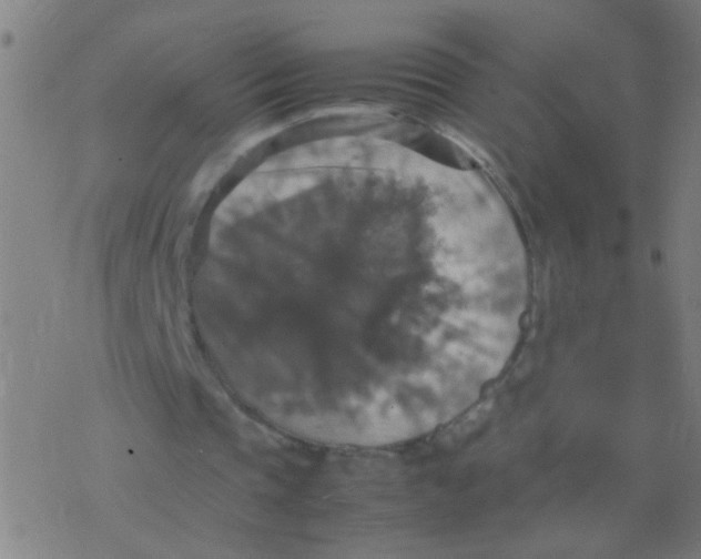 X0000077360337200611101644