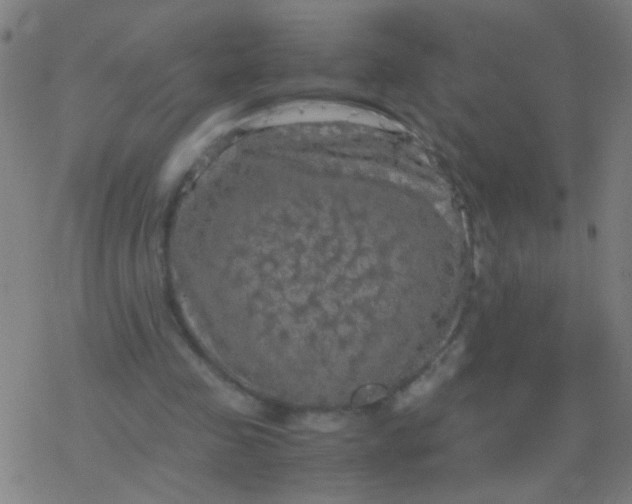 X0000077360341200611101644