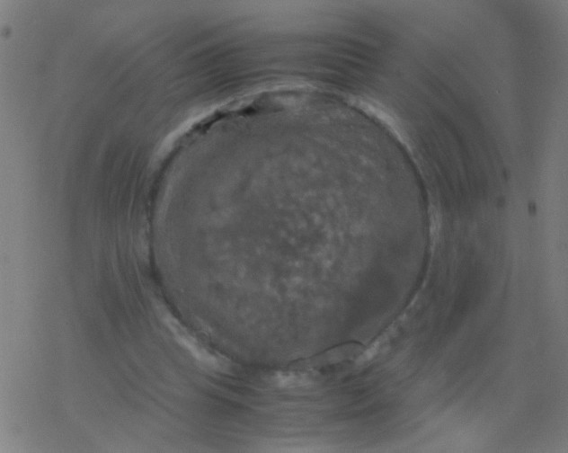 X0000077360345200611101645