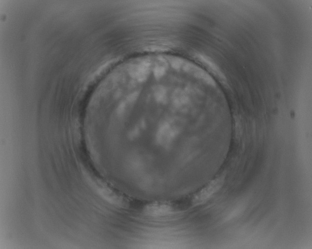 X0000077360354200611101645