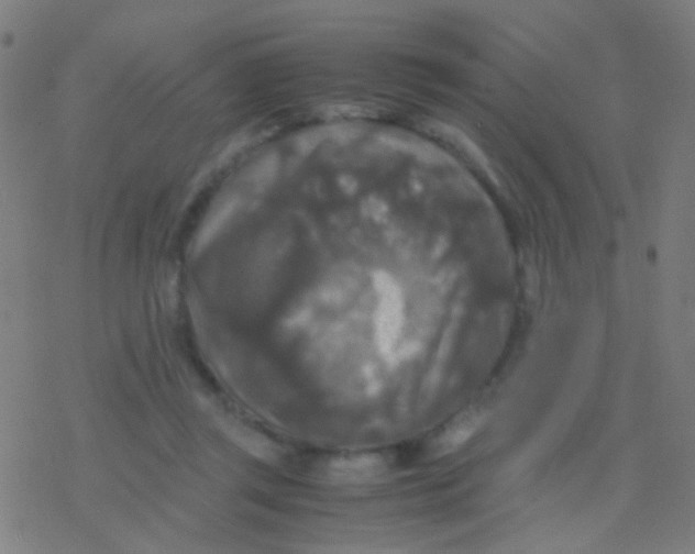 X0000077360357200611101645