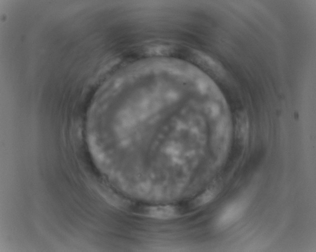 X0000077360363200611101645