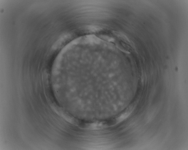 X0000077360366200611101645