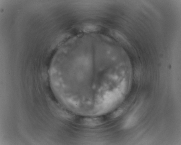 X0000077360367200611101645