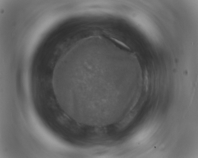 X0000077360383200611101645