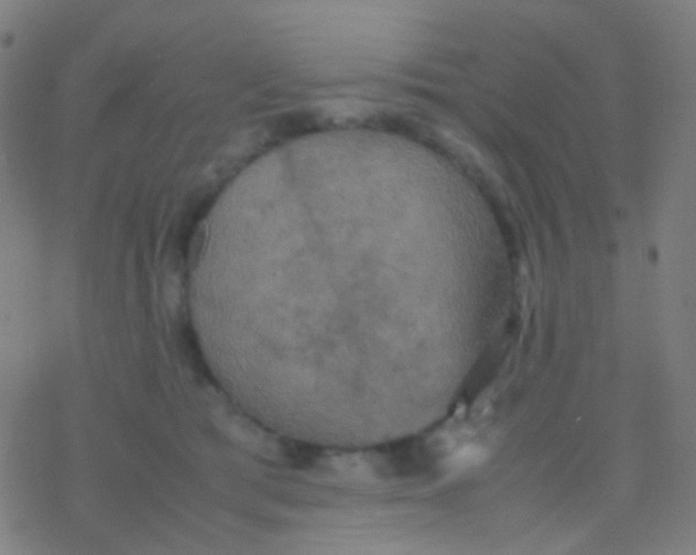 X0000077360417200611101644