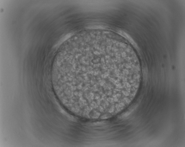 X0000077360433200611101643