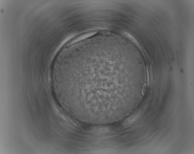 X0000077360435200611101643