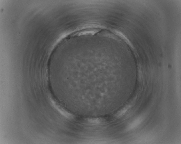 X0000077360439200611101643