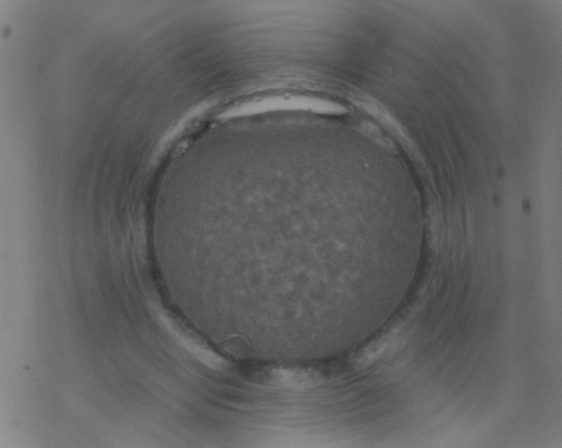 X0000077360442200611101643