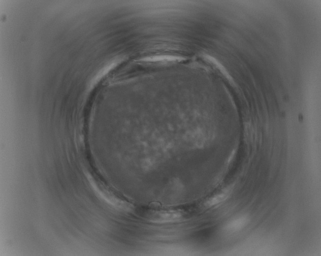 X0000077360443200611101643