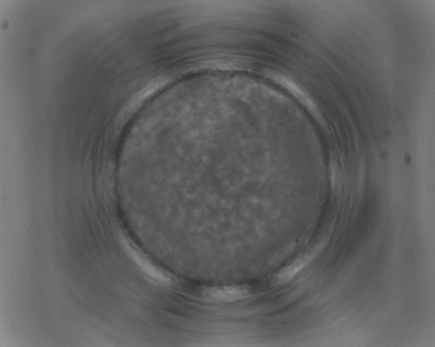 X0000077360445200611101643