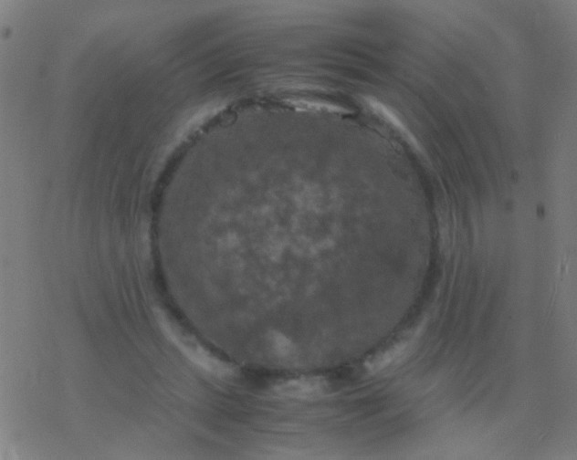 X0000077360447200611101643