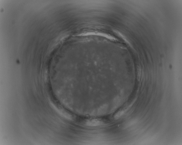 X0000077360451200611101643