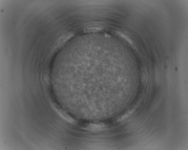 X0000077360455200611101643