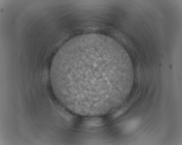 X0000077360463200611101643