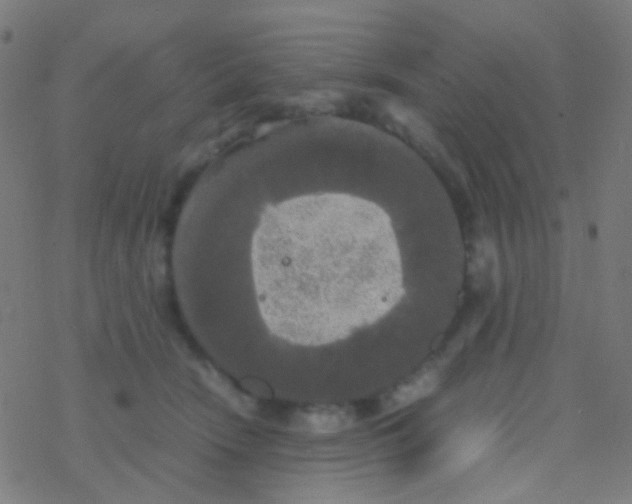 X0000077360466200611101643