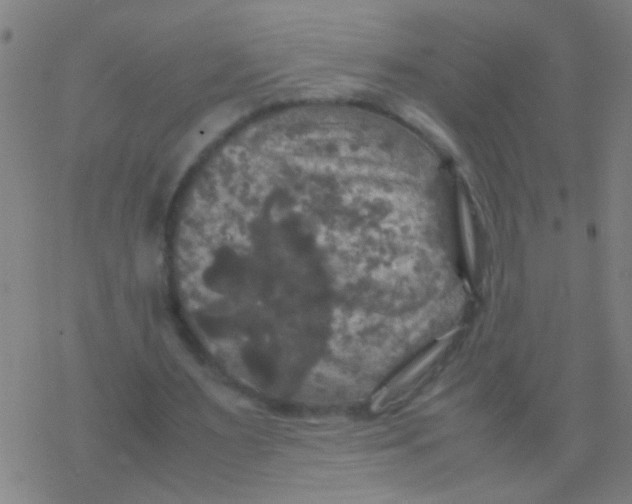 X0000077360483200611101643