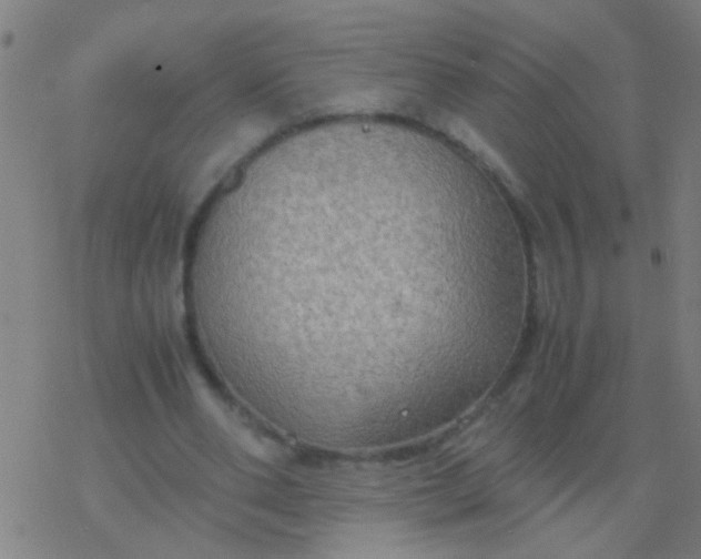 X0000077360486200611101643