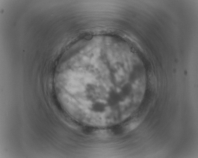 X0000077360499200611101643