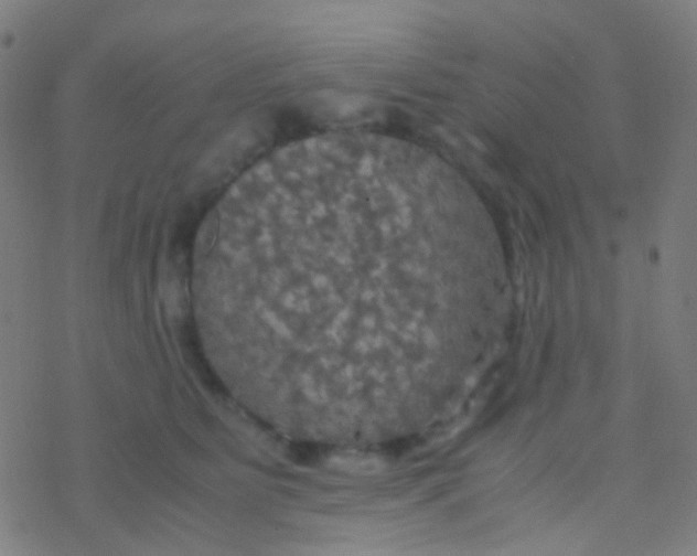 X0000077360515200611101642