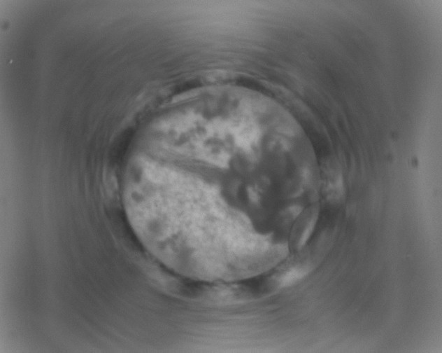 X0000077360523200611101642