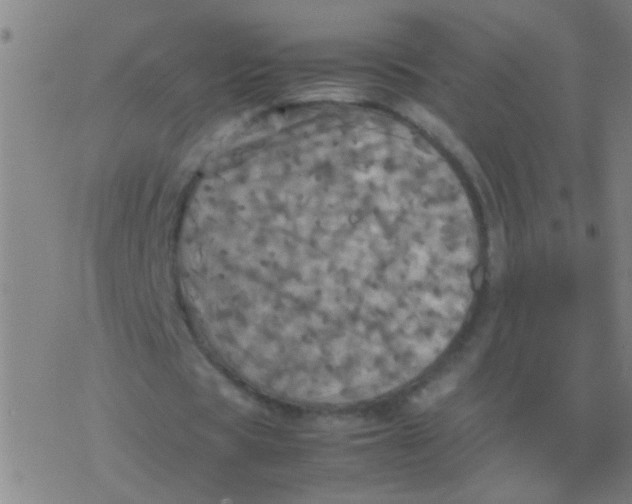 X0000077360529200611101641