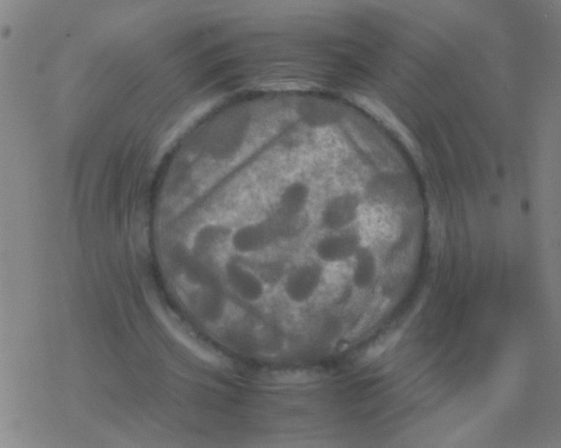 X0000077360533200611101641