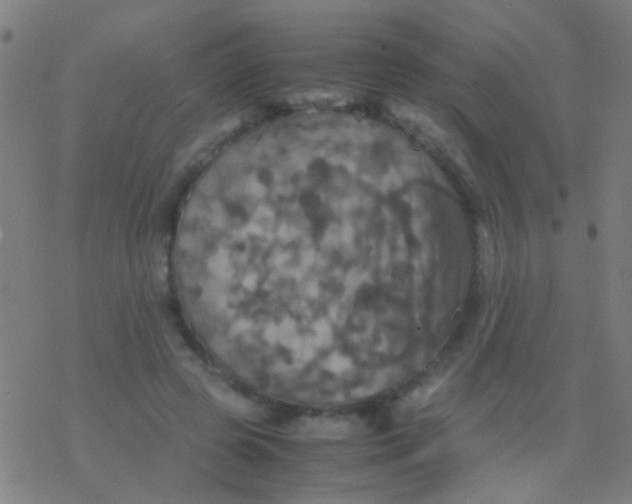 X0000077360545200611101642