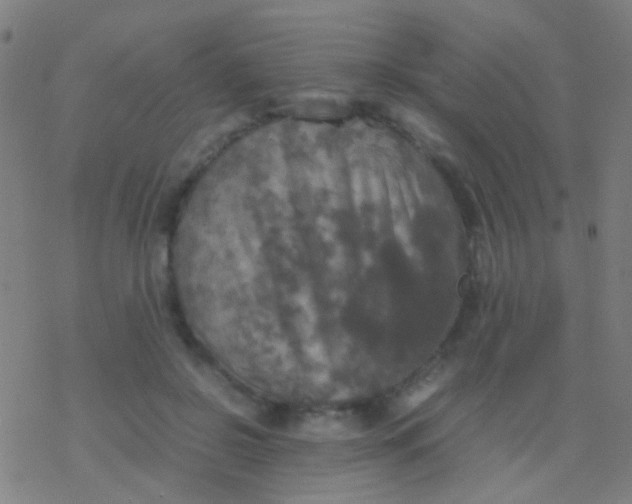 X0000077360550200611101642