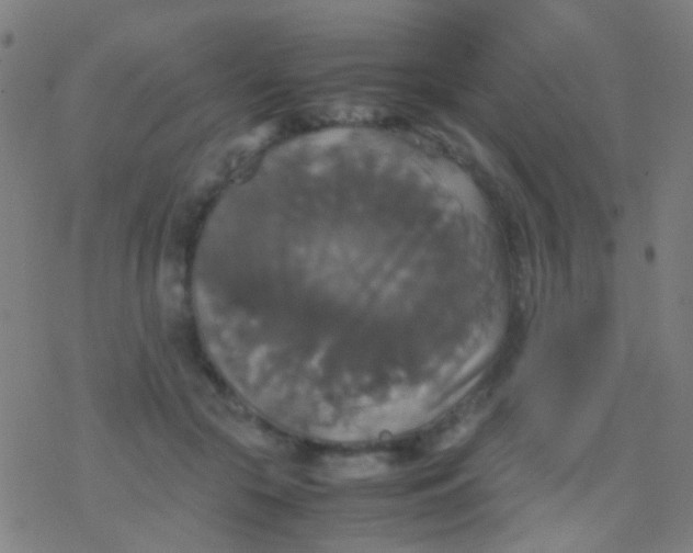 X0000077360553200611101642