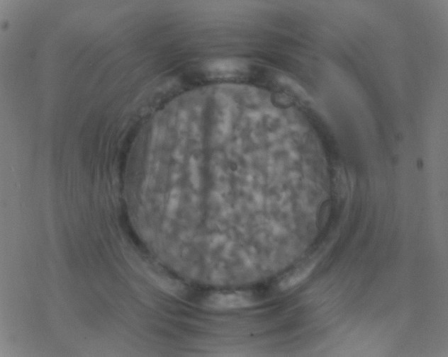 X0000077360557200611101642