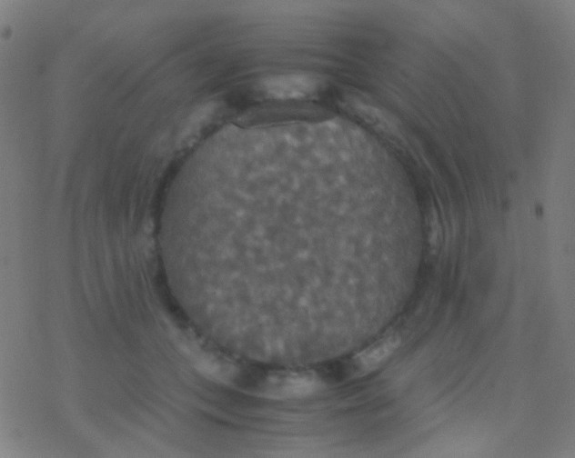 X0000077360559200611101642