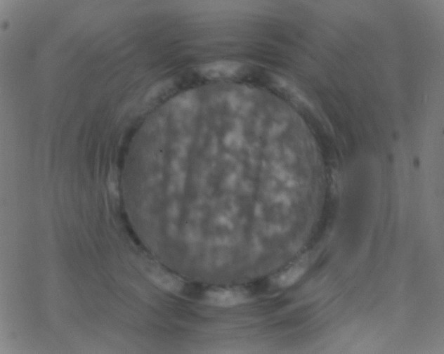 X0000077360561200611101642