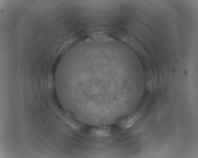 X0000077360563200611101642